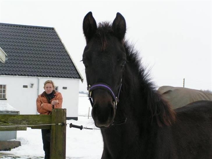 Dansk Varmblod Charisse Zola billede 17