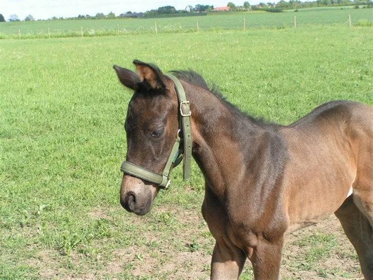 Dansk Varmblod Charisse Zola billede 18