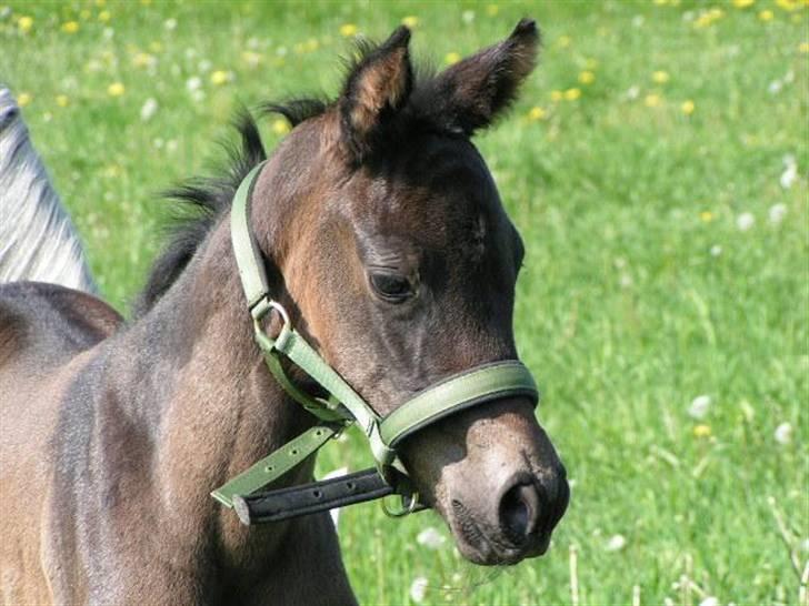 Dansk Varmblod Charisse Zola billede 19