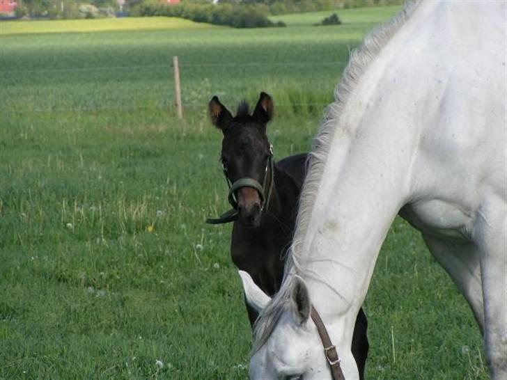 Dansk Varmblod Charisse Zola - Titte-bøh!!! :D billede 20