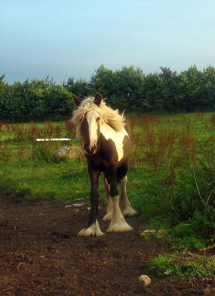 Irish Cob Stald Gipsy´s Ultana - Sjov blis billede 2