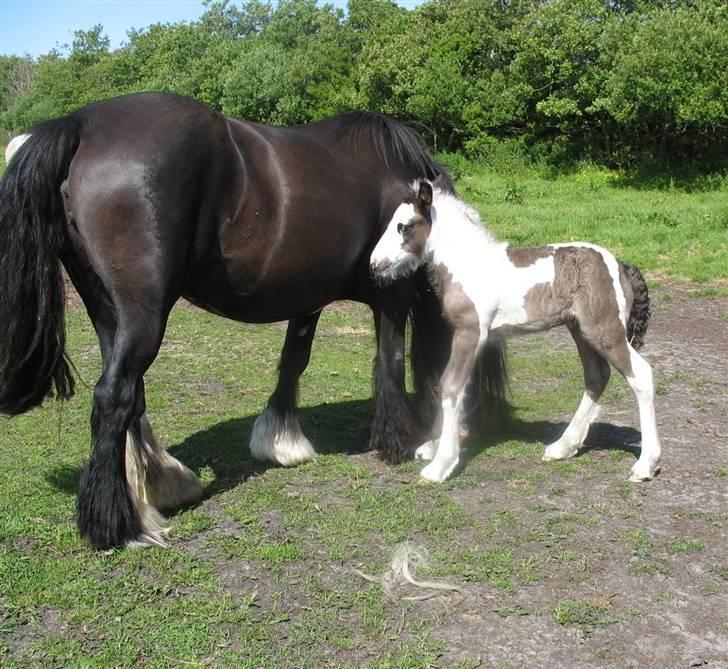 Irish Cob Stald Gipsy´s Ultana - Sammen med mor billede 5