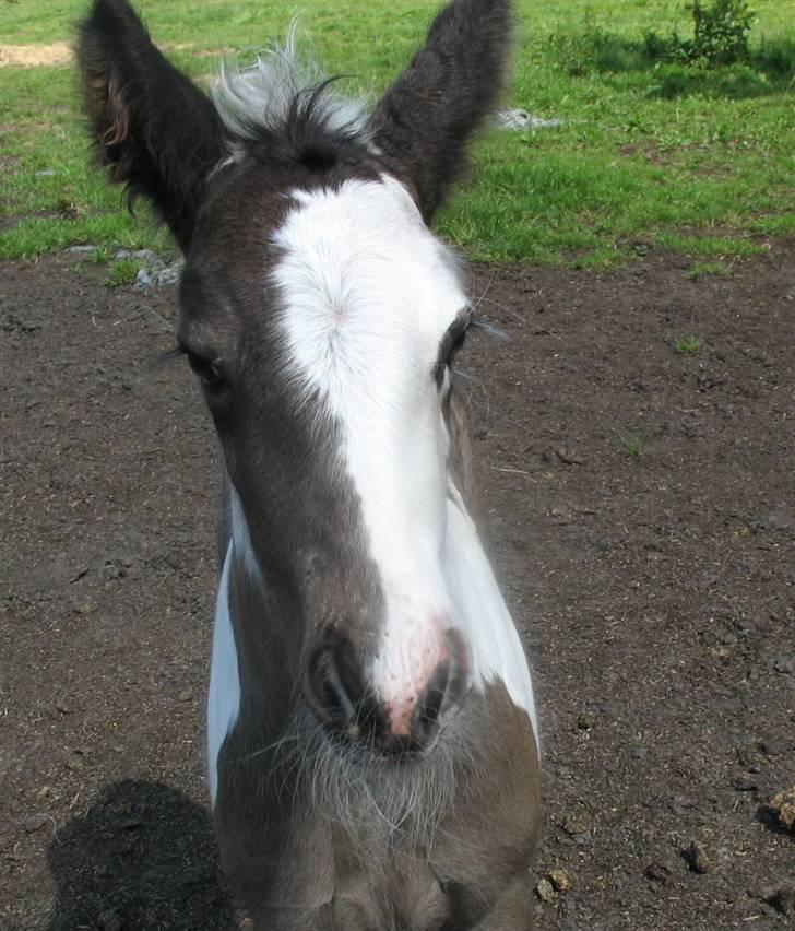 Irish Cob Stald Gipsy´s Ultana billede 8