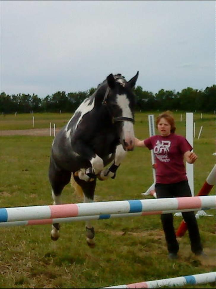 Pinto Vindbjergs starlight billede 15