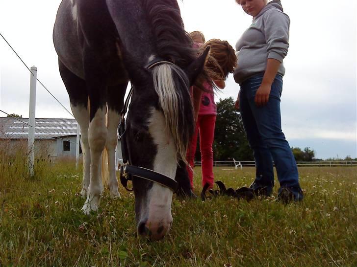 Pinto Vindbjergs starlight billede 16