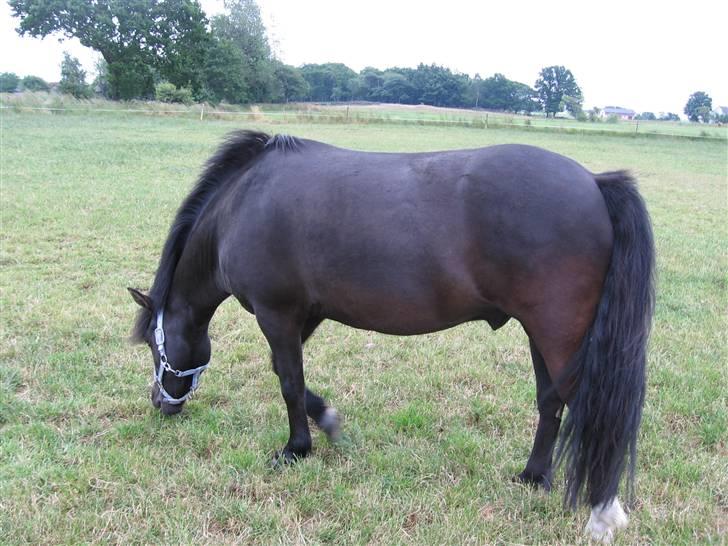 Anden særlig race Lindholms Indi*Solgt* - han var så smuk da vi lige havde fået ham:-) billede 2