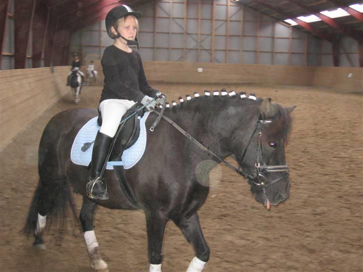 Anden særlig race Lindholms Indi*Solgt* - har ikke så mange billeder af ham :-( billede 3