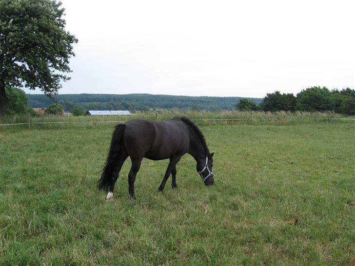 Anden særlig race Lindholms Indi*Solgt* - han er lige lidt langt væk, men det billede blev fint alligevel:-) billede 4