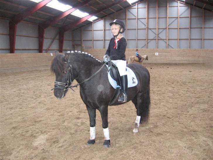 Anden særlig race Lindholms Indi*Solgt* - du er så dygtig:-) billede 5