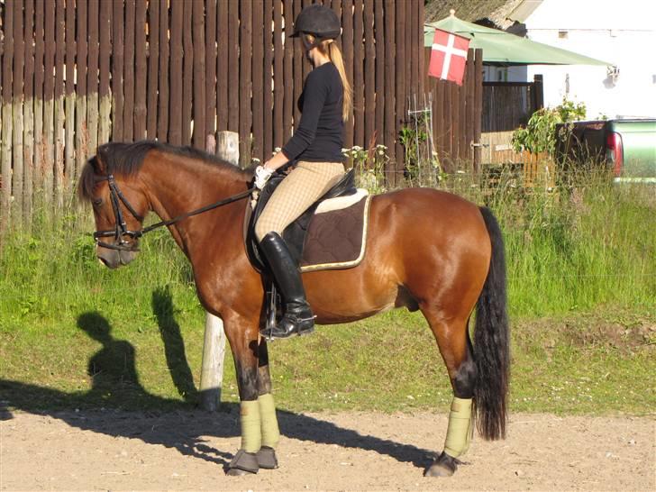 New Forest Odbjergs Bento SOLGT billede 14