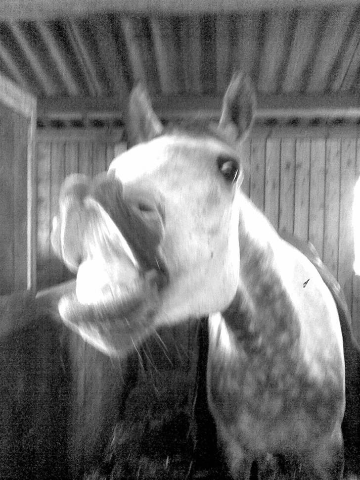 Arabisk fuldblod (OX) C.A ibn Lashkar ox billede 18