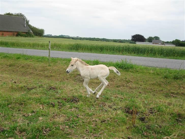 Fjordhest Olivia<3(følle) Gl part - så kom der gang i følle billede 5