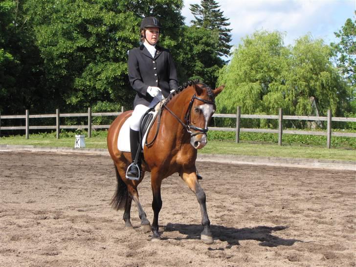 New Forest Odbjergs Bento SOLGT billede 16