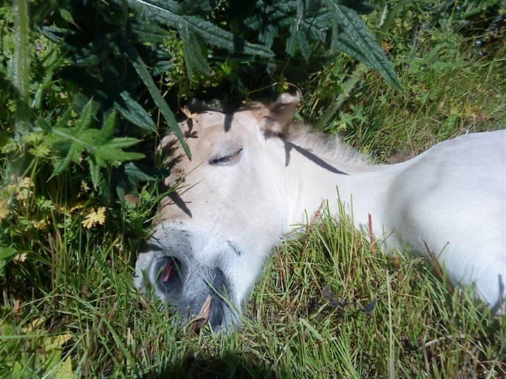 Fjordhest Olivia<3(følle) Gl part - sover tungt billede 8