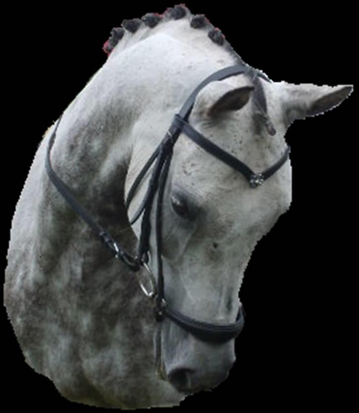 Arabisk fuldblod (OX) C.A ibn Lashkar ox billede 19