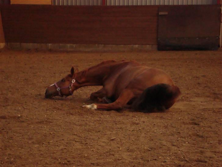 Dansk Varmblod Midtgaards Monty R.I.P billede 19