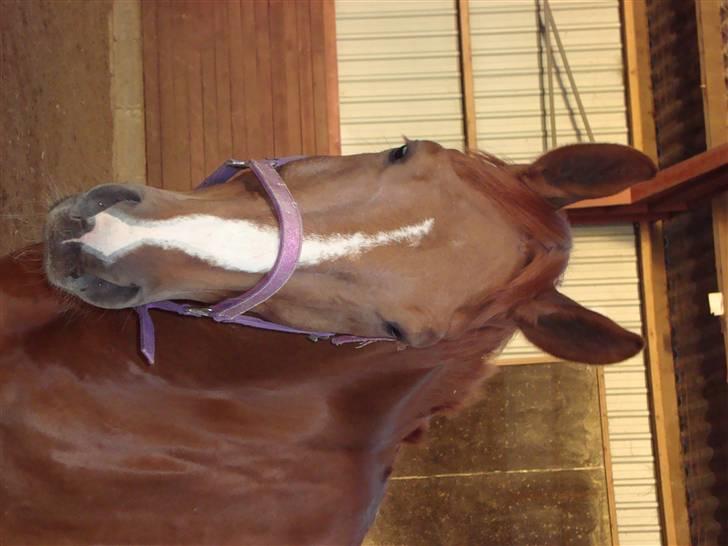 Dansk Varmblod Midtgaards Monty R.I.P billede 20