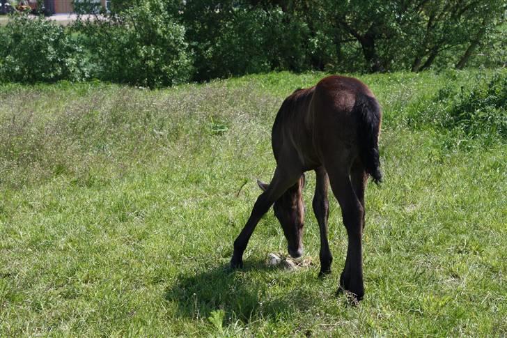 Connemara Broholm's Unique billede 19