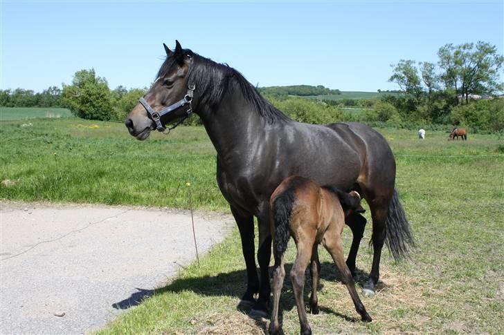 Connemara Broholm's Unique billede 20