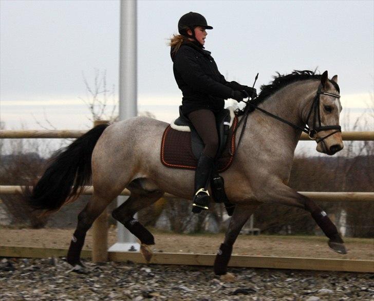 Welsh Cob (sec D) Ocebio <3 - Øning. (: Foto: Helene billede 4