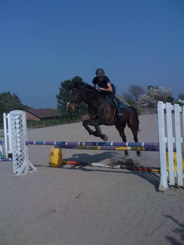Tysk Varmblod round about (SOLGT) - ca 1 m  billede 7