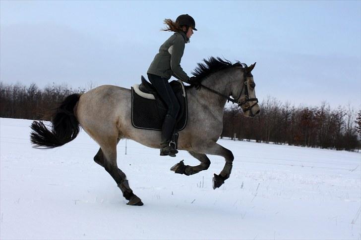 Welsh Cob (sec D) Ocebio <3 - Ude at ride i sneen :P Foto: Helene billede 7