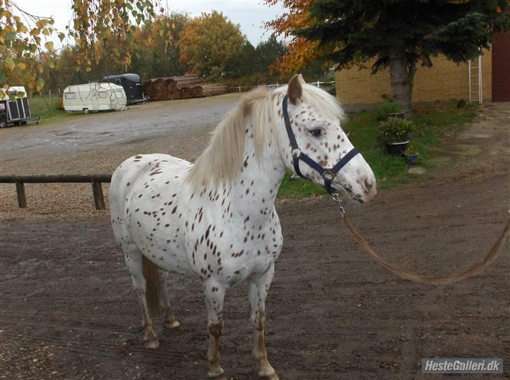 Knabstrupper pippi lotta gammle part billede 6