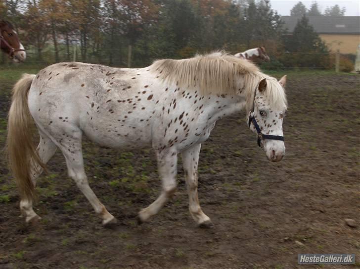 Knabstrupper pippi lotta gammle part billede 7