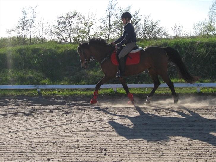 Welsh Partbred (Sec F) Florahof's Leonie (SOLGT) billede 11