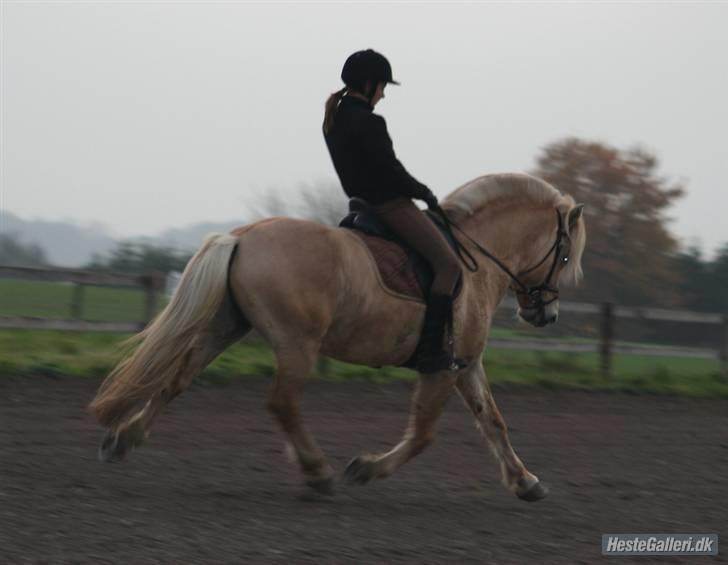 Fjordhest Glibings Ajs - træning vinter 08/09  billede 15