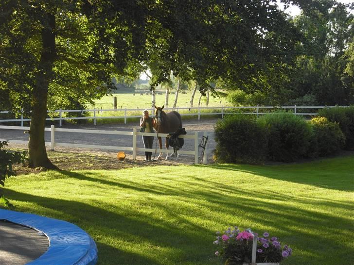 Dansk Varmblod Kirsebo`s Sally - Telefonen ringede lige .. Så hyggeligt ..  billede 9