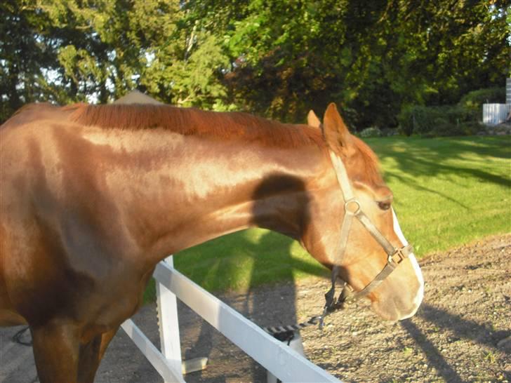 Dansk Varmblod Kirsebo`s Sally billede 10