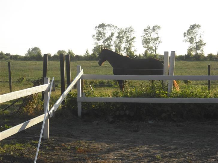 Dansk Varmblod Kirsebo`s Sally - Hun blev en smule fornærmet da det var gulles tur .. ;) billede 11