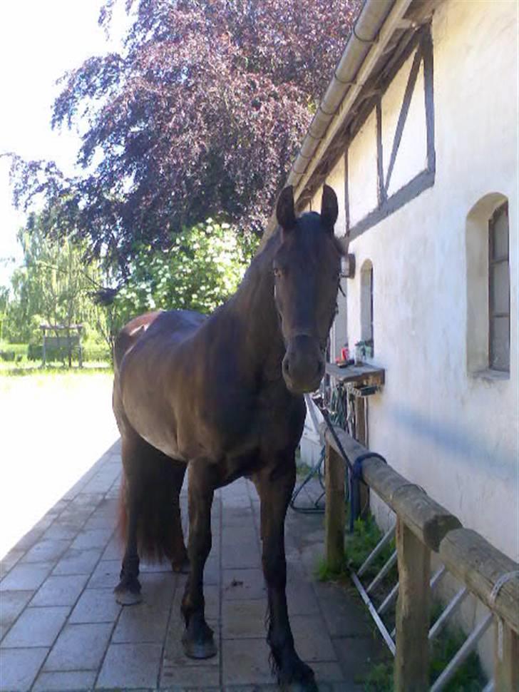 Frieser Laura ( Solgt ) billede 14