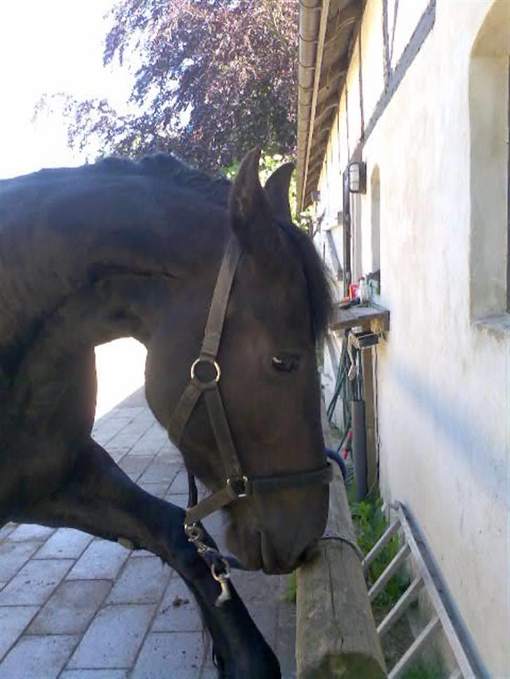 Frieser Laura ( Solgt ) billede 15