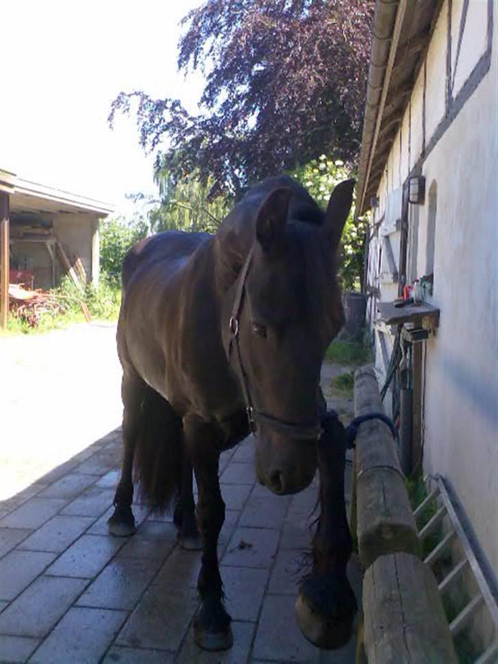 Frieser Laura ( Solgt ) - Jeg er meget god til at tigge *S* billede 16