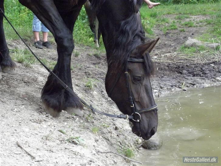 Frieser Laura ( Solgt ) - Foto : Sandra | Stald König billede 17
