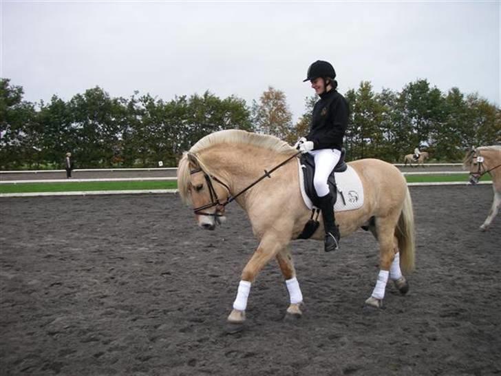 Fjordhest Glibings Ajs billede 19