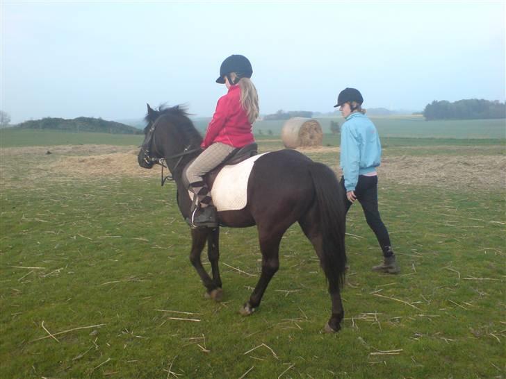 New Forest gucci " SOLGT " billede 2