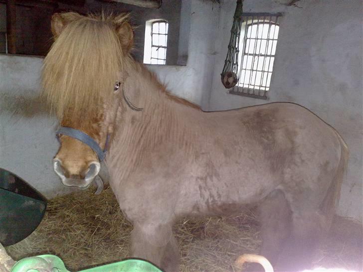 Islænder Reddi - Nyt..! Han er blevet kippet pga. pels problemer og det ser lidt sjovt ud.:) billede 1