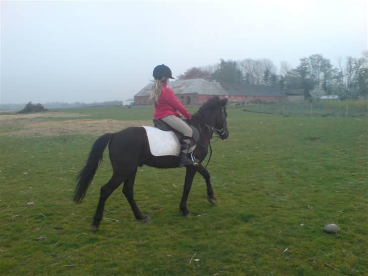 New Forest gucci " SOLGT " billede 3