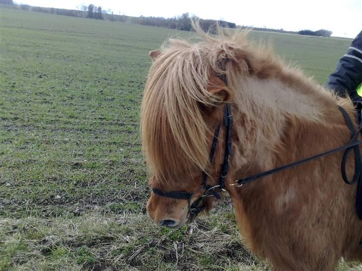Islænder Reddi - Ude og ride tur.. billede 2