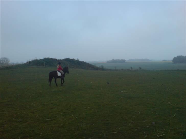 New Forest gucci " SOLGT " - han er bare så god at ride på..  :) billede 5