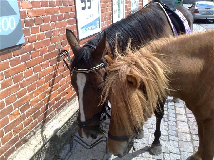 Islænder Reddi - En mule..:) billede 4