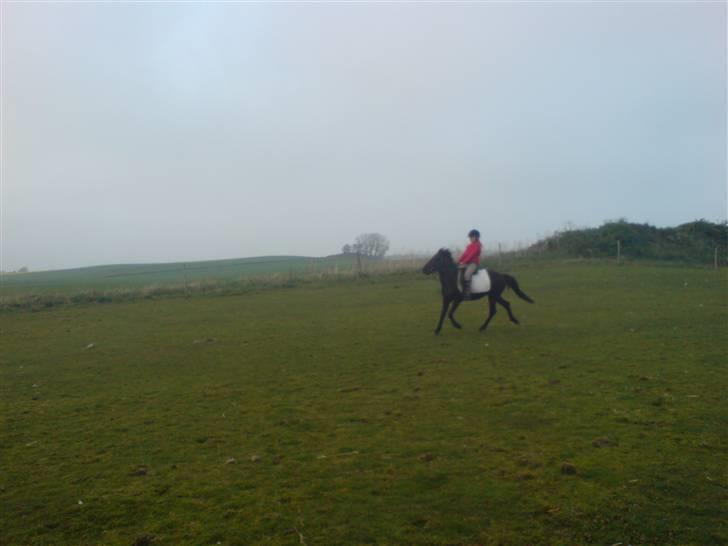 New Forest gucci " SOLGT " - gucci og amanda i en lille galop.. billede 6