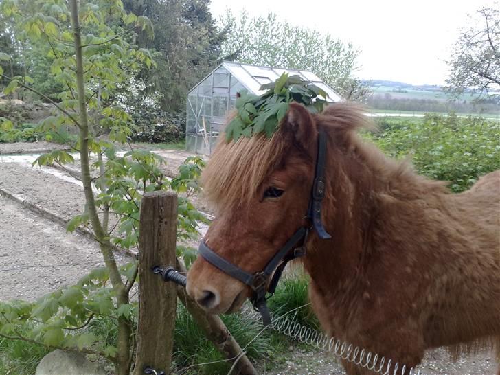 Islænder Reddi - Se lige min flote hat..XD sagde jo han finder sig i alt.. billede 5