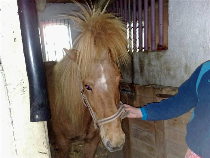 Islænder Reddi - I stalden har fået sat flot hår.. billede 6