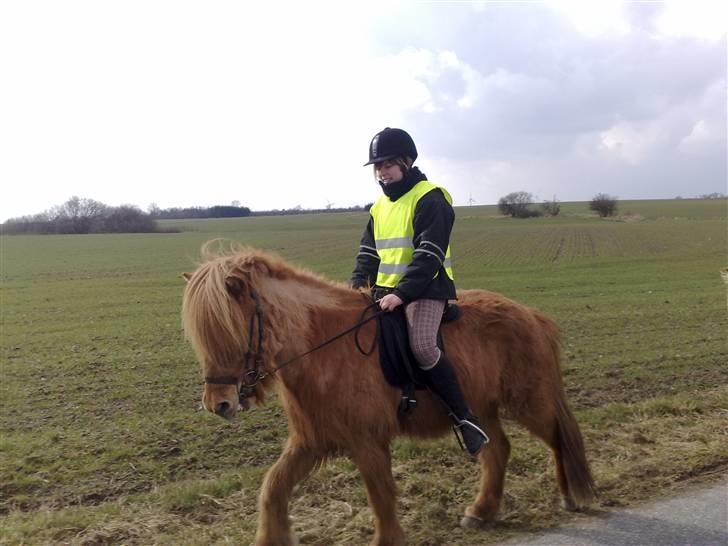 Islænder Reddi - Jannah og Reddi billede 7