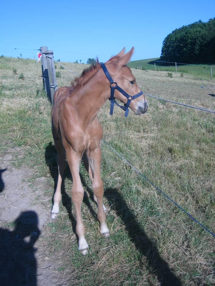 Palomino ACCOY OF TWILIGHT - Juli 2009   billede 13