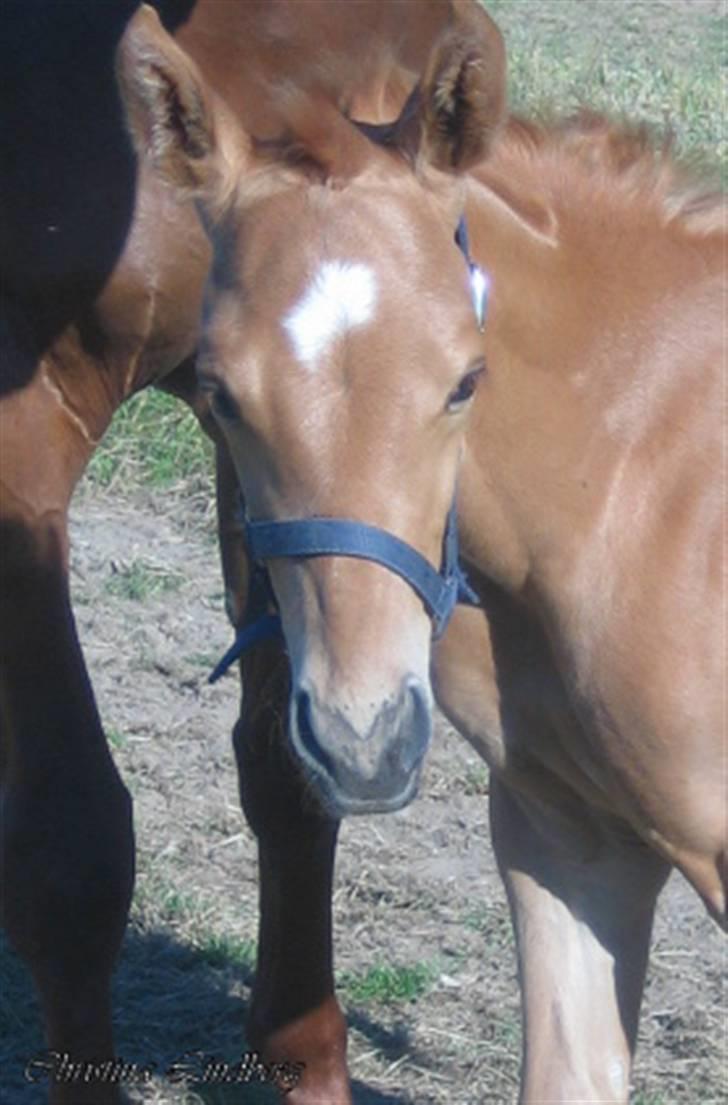 Palomino ACCOY OF TWILIGHT - Eeeeelsker opmærksomhed : )   Juli 2009  billede 14